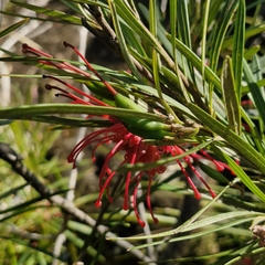 Grevillea oleoides, photograph (c) ronavery, some rights reserved (CC BY)