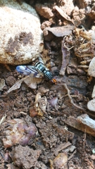 Otites porcus