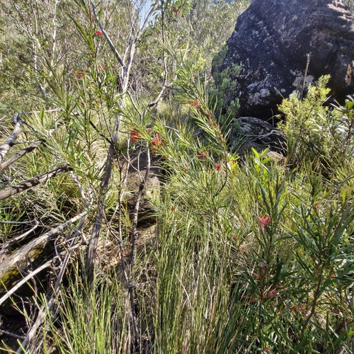 Grevillea oleoides, photograph 3
