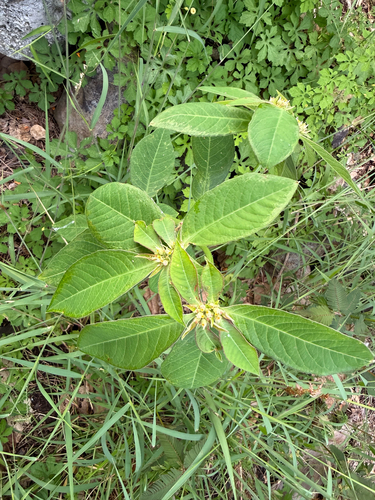 Euphorbia heterophylla observed 2026-09-12