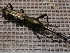 Belopherus