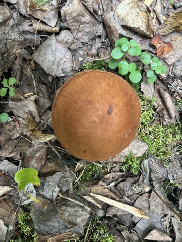 red-banded webcap