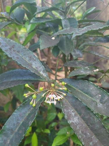 Ardisia crenata observed 2026-09-07