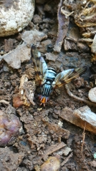 Otites porcus
