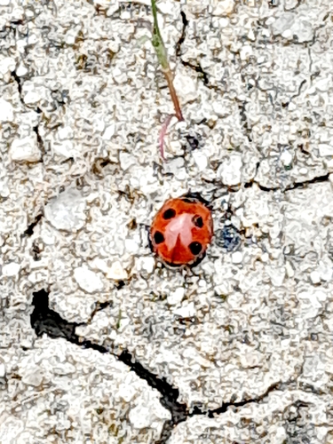Seven-spotted Lady Beetle