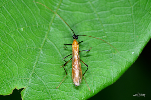Megarhogas perinae