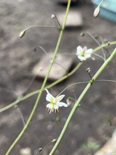 Arthropodium milleflorum observed 2026-09-13