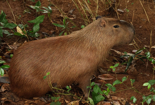 Capybara