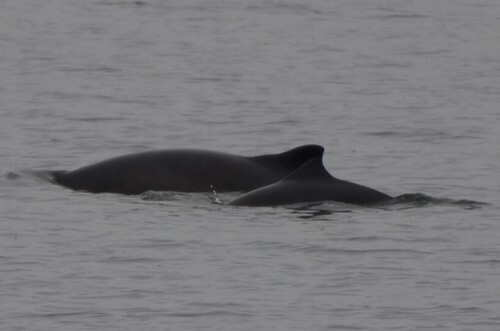 Harbour Porpoise observed by alexpat05