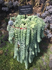 Sedum burrito
