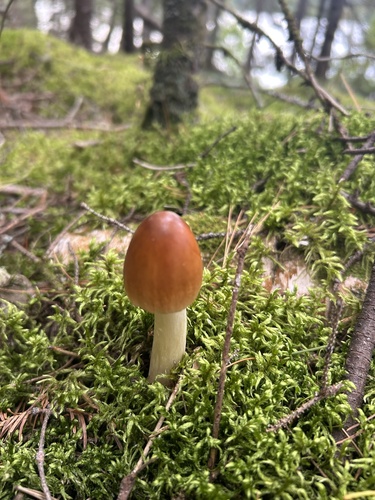 Tawny Grisette