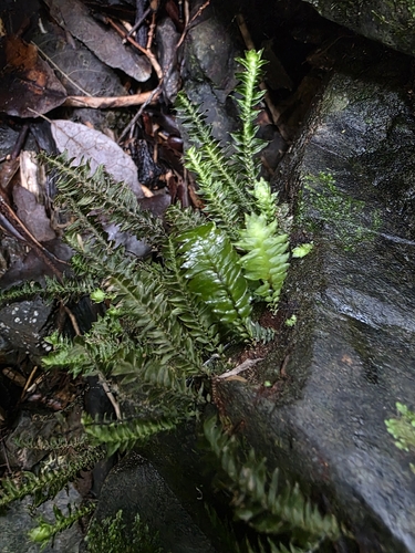 quill moss