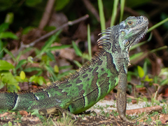 Iguana iguana iguana