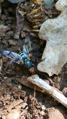 Otites porcus