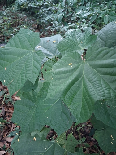 Abroma augustum observed 2026-09-13