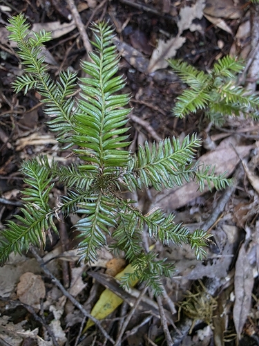 kahikatea