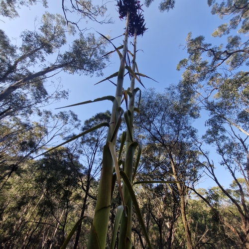 Doryanthes excelsa