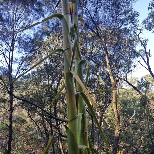 Doryanthes excelsa