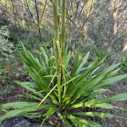 Doryanthes excelsa