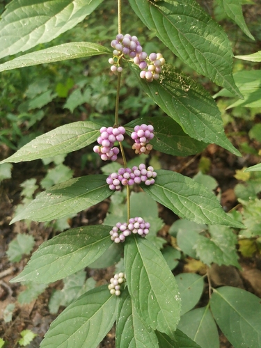 Callicarpa dichotoma