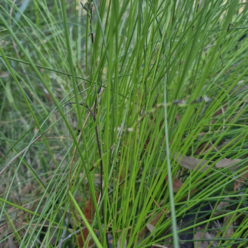 Schoenus melanostachys