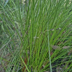 Schoenus melanostachys