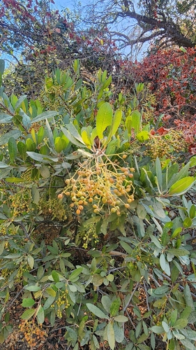 Toyon