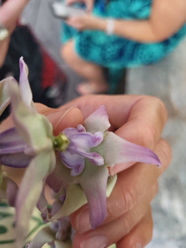 Calotropis gigantea observed 2026-09-12