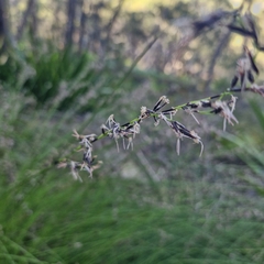 Schoenus melanostachys, photograph (c) ronavery, some rights reserved (CC BY)
