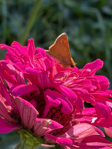 Huron Skipper