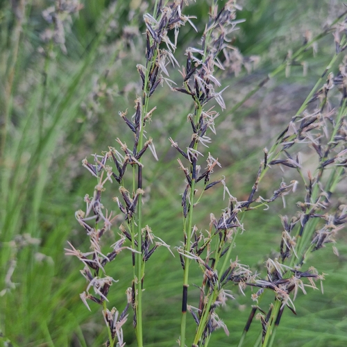 Schoenus melanostachys, photograph 2