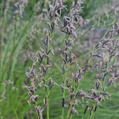 Schoenus melanostachys, photograph (c) ronavery, some rights reserved (CC BY)