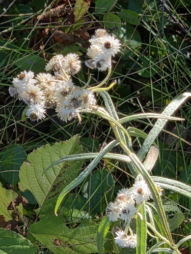 pearly everlasting