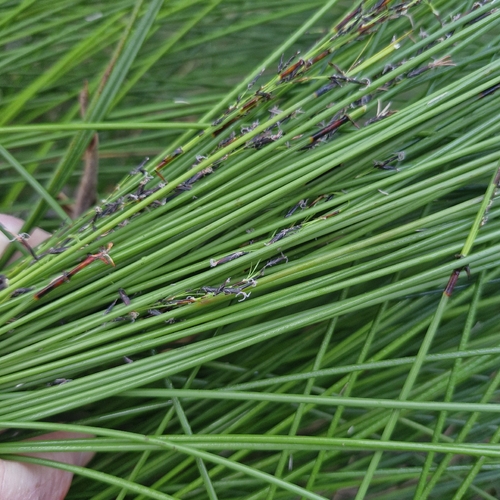 Schoenus melanostachys, photograph 3