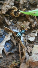 Otites porcus