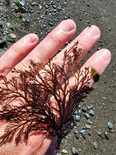 Odonthalia floccosa observed 2026-09-12