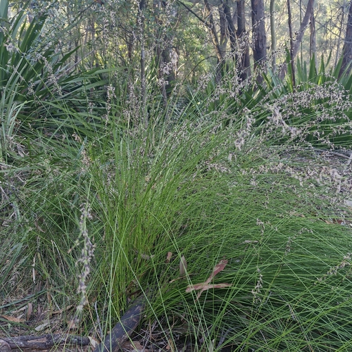 Schoenus melanostachys, photograph 4