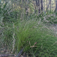 Schoenus melanostachys, photograph (c) ronavery, some rights reserved (CC BY)