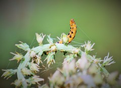 Eupithecia zygadeniata