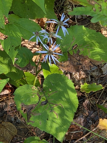 large-leaved aster