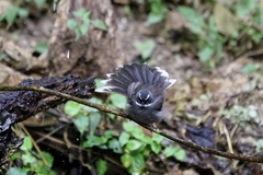 Rhipidura albicollis