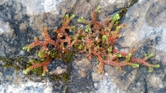 Selaginella helvetica
