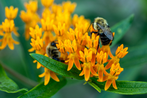 Common Eastern Bumble Bee