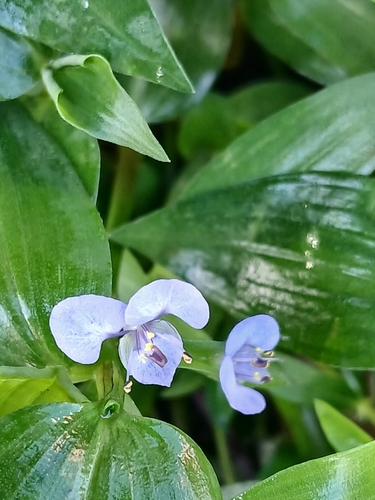 Commelina diffusa, photograph 6
