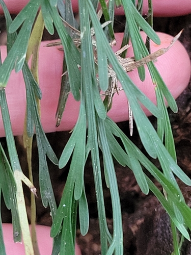 Asplenium flaccidum, photograph 4