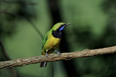 Orange-Bellied Leafbird photo 4