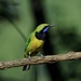 Orange-bellied Leafbird - Photo (c) Catalina Tong, some rights reserved (CC BY-NC), uploaded by Catalina Tong