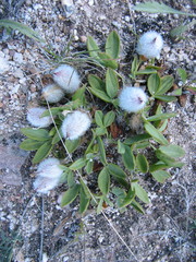 Oxytropis triphylla