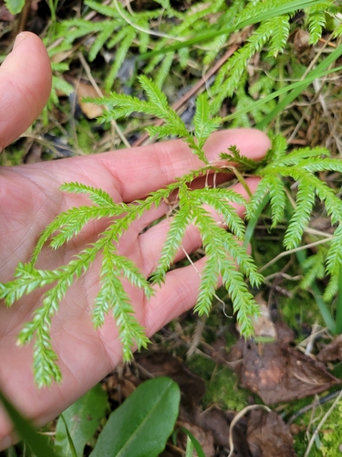 Lycopodium volubile, photograph 3