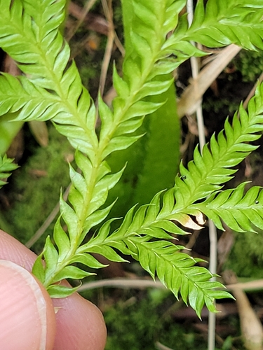 Lycopodium volubile, photograph 4